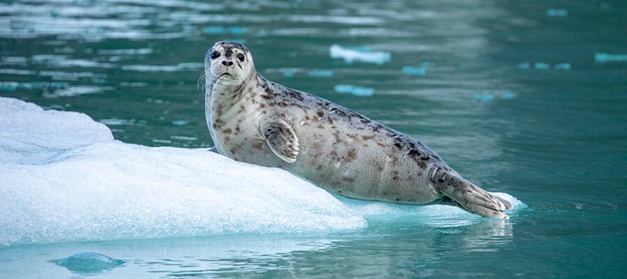 Hang with the locals during an unforgettable day in Kodiak.